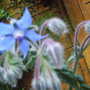 Closeup_borage