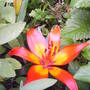Close_up_of_frist_lily