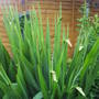 Crocosmia_lucifer
