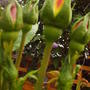 Climbing_rose_in_buds