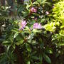 Rhododendron