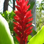 Ginger_flower