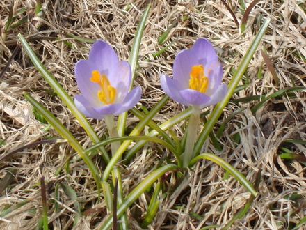 A garden flower photo (Crocus ancyrensis (Crocus))
