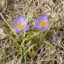 A garden flower photo (Crocus ancyrensis (Crocus))