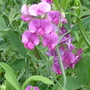 A garden flower photo (Lathyrus odoratus (Old-Fashioned Sweet Pea))