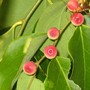 Breynia cernua