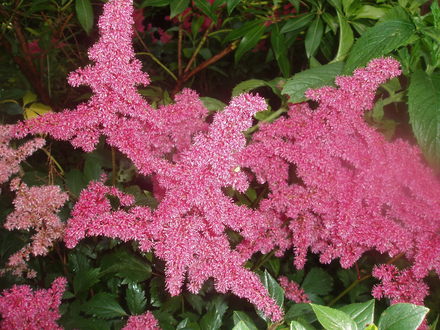 astilbe (Astilbe x rosea)
