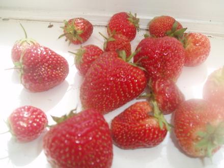 strawberries still coming thick and fast...