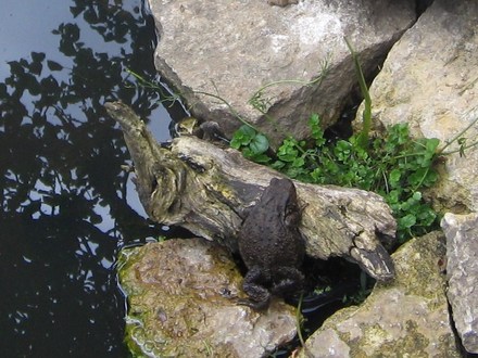 Think youll find that log already taken Mr Toad.