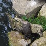 Gar27_016