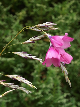 Dierama pulcherrimum (Angel's fishing rod). 