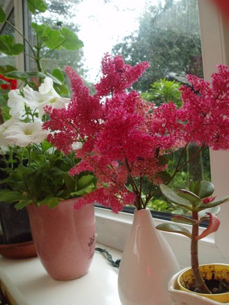 For Irish! (Astilbe x rosea)