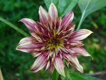 Bronze sunflower