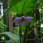 Eggplant blossom (Solanum melongena (Aubergine) Iciban)