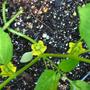 Tomatillo3