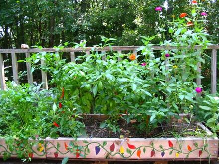 My squarefoot patio garden