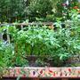 My squarefoot patio garden
