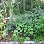 Garden2