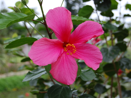 Hibiscus 4