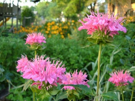 Monarda (Bee Balm) (Monarda fistulosa (Beebalm))