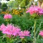 Monarda