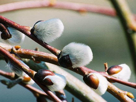 Weeping Pussy Willow (Salix caprea (Palm Willow))