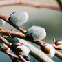 Weeping Pussy Willow (Salix caprea (Palm Willow))