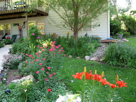 July 2008 (Monarda fistulosa (Beebalm))