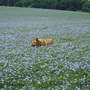 sam having a stroll