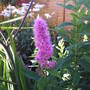 Spirea