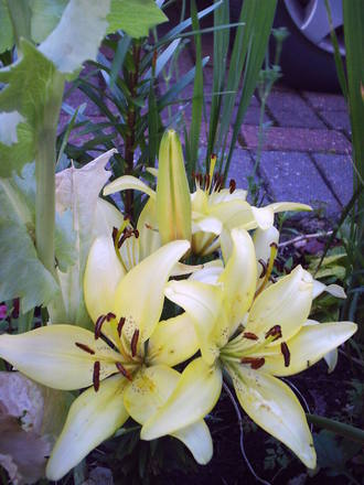 lillies front garden027.jpg