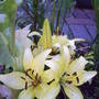 lillies front garden027.jpg