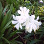 Picture_025