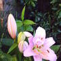pink lillies 060.jpg
