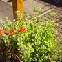 front garden_032.jpg