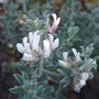 Lotus_hirsutus