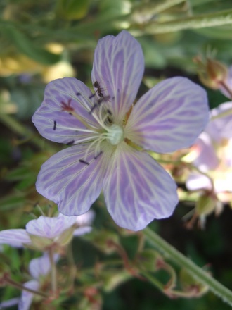 Geranium pratense 'Splish-Splash' (Geranium pratense 'Splish-Splash')