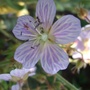 Geranium_pratense__splish-splash_