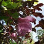 Clematis__aljonushka__scrambling_in_the_pittosporum