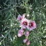 Hollyhock in the Weeping Pear. (Alcea)