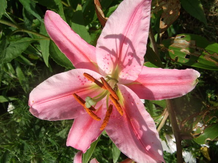 Pink Lily. (Lilium)