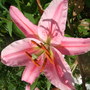 Pink_lily
