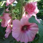Hollyhock. (Alcea)