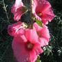 Pink Hollyhock. (Alcea)