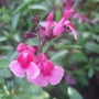 Salvia__raspberry_royale_