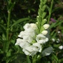 Physostegia virginiana (Obedient plant)