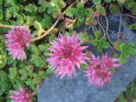 Pink Sedum (Sedum)