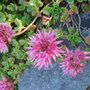 Pink_sedum