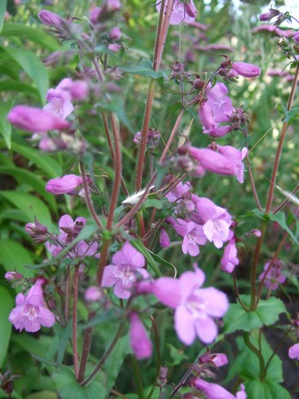 Penstemon smallii 'Violet Dusk' (Penstemon smallii)
