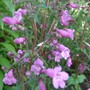 Penstemon_smallii__violet_dusk_